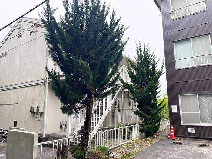 静岡市　木の伐採・枝葉処分