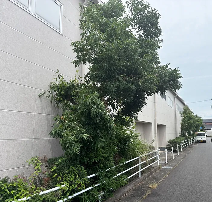 藤枝市　樹木の強剪定前