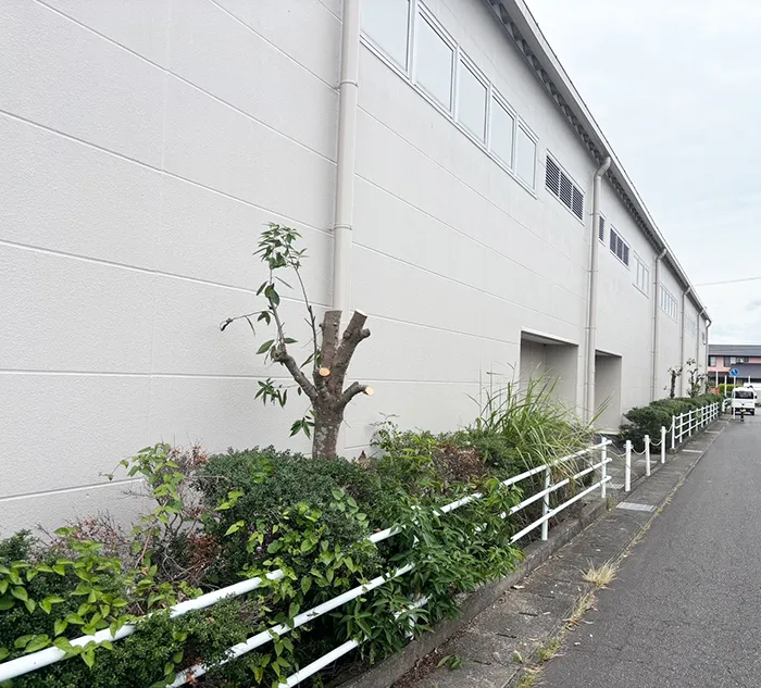 藤枝市　樹木の強剪定後