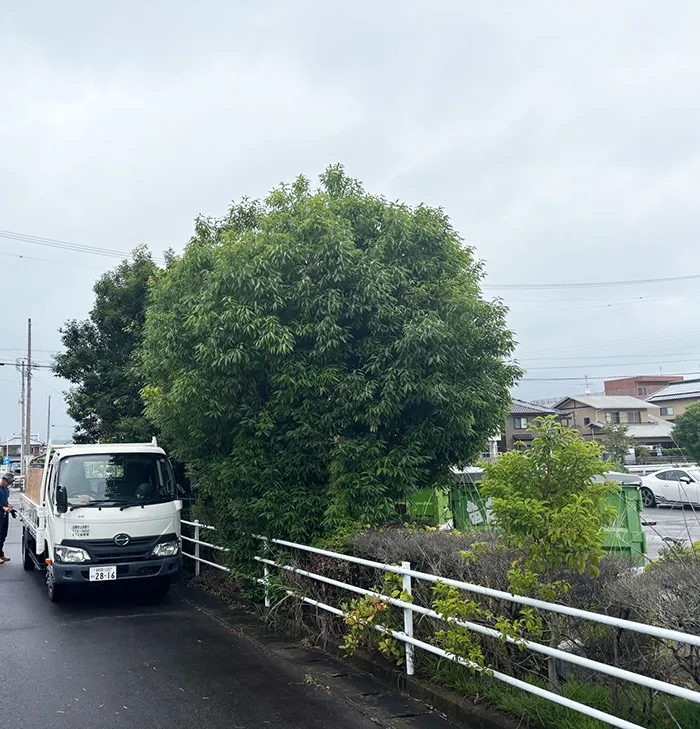 藤枝市　樹木の強剪定前