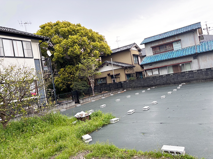 静岡市　クスノキの伐採前