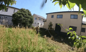 藤枝市　空き地に生えた高さ6mの木の伐採