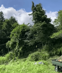 静岡市清水区　斜面に生えた危険木の伐採