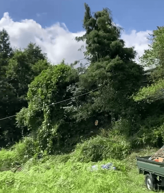 静岡市清水区　斜面に生えた危険木の伐採